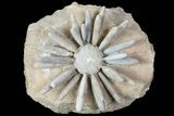 Wide Urchin (Asterocidaris) Fossil - Jurassic #76381-1
